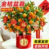 Planta de Kumquat de Cuatro Estaciones en Maceta con Fruta Comestible, Árbol Pequeño de Naranja para Celebraciones de Año Nuevo, Flor de Interior y Planta Verde Bonsái Fácil de Cuidar para la Sala de Estar