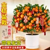 Planta de Kumquat de Cuatro Estaciones en Maceta con Fruta Comestible, una Planta Atractora de Fortuna para Sala de Estar de Uso Interior, Flor de Año Nuevo, Árbol Frutal Naranja, Planta Verde