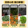 Plántulas de Osmanthus, Árboles Grandes, Osmanthus Todo el Año, Osmanthus Dorado, Plantas en Maceta de Osmanthus Rojo Número Uno, Plantación en Suelo de Patio Exterior, Árboles Preciosos, Fáciles de Cultivar
