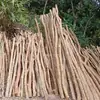 Suministrado Directamente por el Fabricante, Troncos de Madera Huangniu, Madera Dura Natural, Diversas Especificaciones de Madera para Jaulas de Pájaros, Materiales de Decoración para Jardinería, Longitud 2-3m Metros