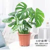 Planta Hidropônica Monstera Planta Verde Purificação do Ar Interno Ave do Paraíso Folha Grande Folhagem Perene de Interior Vaso Tronco Velho
