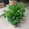 Venta al por mayor Planta de Flor de Interior Plantas en Maceta Árbol Feliz Árbol Rico Tesoro Verde Planta Verde Plantas en Maceta Florales de Balcón y Plantas Verdes