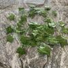 Tecido Serigrafado Pothos Simulado Pendurado na Parede Floral Planta Falsa Rattan Folha de Uva Folha de Pothos Verde Decoração de Vinha de Folha de Bordo