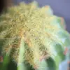 Cactus Grande cactus artificial planta de arena paisaje paisaje paisaje planta tropical cactus en maceta columna de cactus