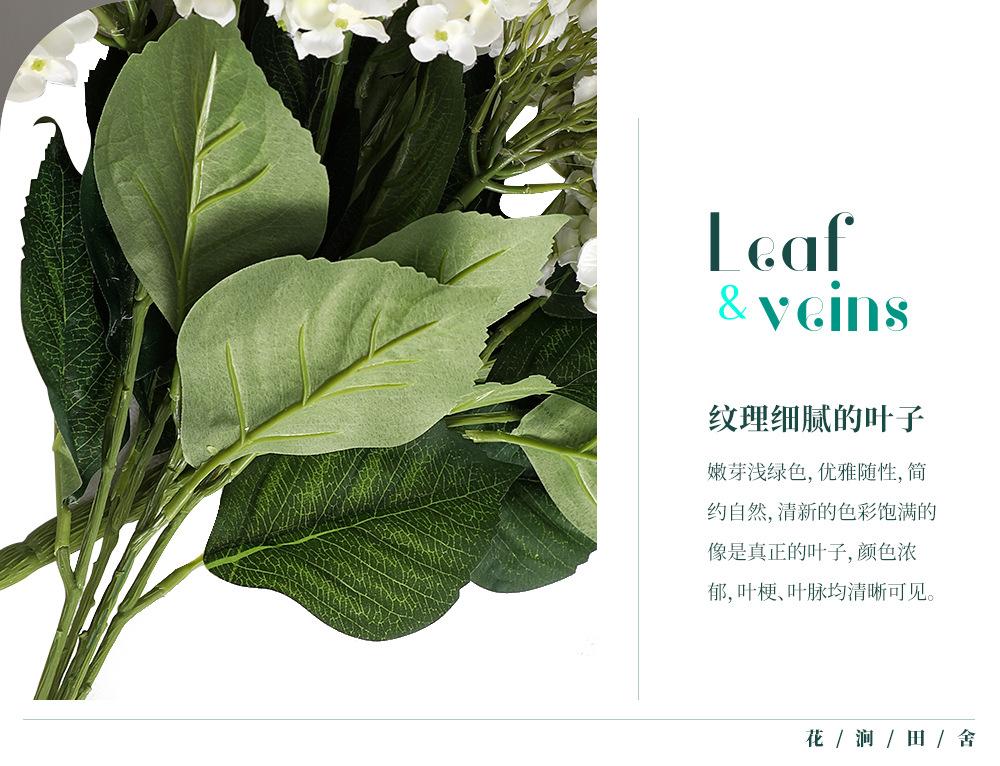 5头豆豆绣球-7.15_07.jpg