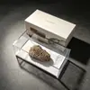 Fósseis Paleontológicos Naturais Trilobita Crisântemo Dente Fósseis de Braquiópodes Coleção de Ciências Popular Presente de Ensino Pedra Bruta
