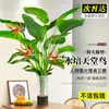 Ave del Paraíso Planta Hidropónica Sala de Estar Casa Próspera Planta Verde Interior Strelitzia Reginae Todo el Año Absorción de Formaldehído Oficina Escritorio Planta en Maceta