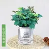 Planta Mimosa em Vaso Pequeno, Planta para Varanda Interna, Sala de Estar, Escritório, Quarto Planta Verde, Planta Verde Fácil de Cuidar o Ano Todo