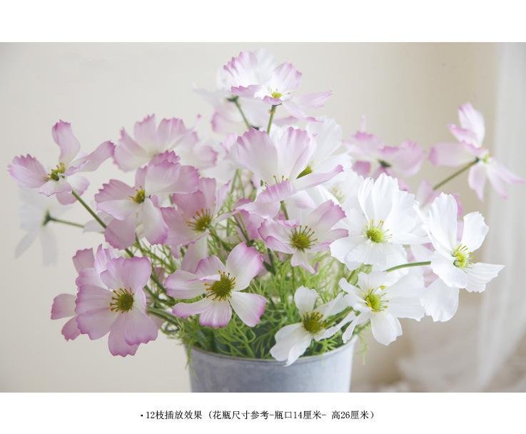 波斯菊2.jpg