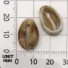 1 Novo pingente de concha de mar de acrílico simulação acessórios de joias DIY feitos à mão caseiros