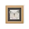 Marco de Espécimen de Mariposa Rara para Exhibición, Regalo o Decoración; Regalo de Madera Único y Versátil