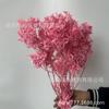 Yongsheng frijol de bienvenida flor de Año Nuevo flor seca decoración de boda decoración del hogar material de ramo flor mariposa blanqueada