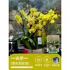 Orquídea Phalaenopsis con Vástagos Florales, Planta Grande en Maceta con Vástagos Florales Dobles, Planta de Interior Fácil de Cuidar, Planta en Maceta para Sala de Estar y Balcón