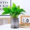 [Compre três e leve um grátis] Árvore de dinheiro em vaso preguiçoso Jiuli Xiang, bambu rico em diamantes, planta verde de coco, planta em vaso