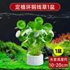 Planta Hidropónica de Centella Asiática con Tocón Viejo para Cultivo Interior y Exterior, Fácil de Cultivar y Mantener