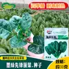 Semillas de Espinaca Pioneer Verde Oscuro Huerto Familiar Híbrido Maduración Media-Temprana Hojas Verde Oscuro Gruesas Semillas de Espinaca para Verdura