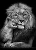 Pintura de arte moderno con león en blanco y negro, lienzo, póster, arte de pared, decoración moderna para sala de estar
