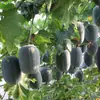 Um Cacho de Sementes Pequenas de Melão-Inverno, Mudas de Melão-Inverno, Sementes para Plantio de Primavera e Outono, Sementes de Mini Melão-Inverno de Maturação Precoce
