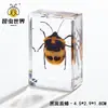 Artesanías de especímenes, insectos reales, escarabajo ciervo, escorpión, escarabajo, araña, regalos de enseñanza de ciencias biológicas, adornos de resina