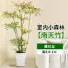 Planta Nandina Bambú Árbol Real en Maceta, Planta Verde Grande para Sala de Estar, Diseño de Tocón Estilo Antiguo, Planta de Follaje Fácil de Cuidar para Oficina, Absorbe Formaldehído