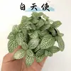Hierba enmallada, helecho de hoja pequeña, micro paisajismo, terrario acuático, musgo hidropónico, planta verde decorativa, planta verde de escritorio DIY