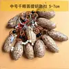 Llavero Bodhi de Mil Ojos Extra Grande, Colgante Llavero Bodhi de Fruta Grande de más de 7 cm, Suministro de Atracciones Turísticas de Pueblo Antiguo
