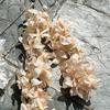 Fabricante de Hortensias Color Champaña Materiales Florales para Bodas Recomendado Varias Hortensias Color Champaña Rosas Flores Falsas Mayoreo