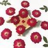 520 Flor Rosa Botão de Rosa Pétala de Rosa Caindo Gel Flor Seca diy Bet Flor Capa de Celular Planta Espécime de Ensino