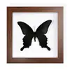 Ejemplar Raro de Mariposa Azul Enmarcado, un Precioso Ejemplar de Insecto, Regalo de Cumpleaños para Mujeres