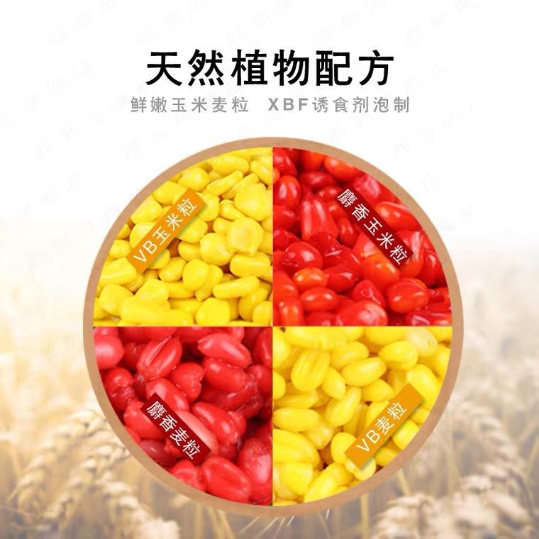 玉米粒3