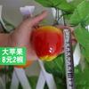 Guirnalda de fruta artificial guirnalda de flor falsa decoración de techo para frutería guirnalda decoración de hotel fábrica venta directa al por mayor