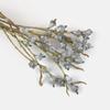 Ins Decoración al por Mayor Algodón Nomeolvides Natural Espigas de Trigo Ramo de Flores Secas Muebles para el Hogar Accesorios de Fotografía Frescos Pequeños