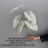 Impresión 3D simulación de 5 ramas planta verde color hoja de taro planta verde hojas para paisajismo hojas blanco verdosas