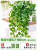Dropshipping de mudas de hera em vasos, planta verde, orquídea aranha, planta trepadeira suspensa, perene, varanda interna, fácil de manter o ano todo