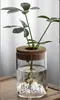 Botella Ecológica de Micro-Paisaje, Jarrón para Plantas Hidropónicas Suculentas, Decoración de Botella para Plantas Verdes de Interior, Maceta Decorativa de Vidrio para Espárragos