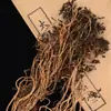 Verdolaga Entera Sin Cortar, Verdolaga Seca, Verdolaga Seca, Especialidad de Granja al por Mayor y Entrega
