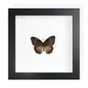 Mariposa Real, Especie Preciosa de Verano, Mariposa Rara, Mariposa Pequeña de Cinta Verde, Adorno de Escritorio, Espécimen de Regalo, Pintura Decorativa, Espécimen de Mariposa