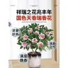 Um pedaço de planta em vaso Daphne odora com bordas douradas, com fragrância forte e botões, flores de interior, pilha velha, adequada para manutenção de outono e inverno