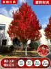 Venta al por mayor Plántulas de Arce Rojo Japonés Cuatro Estaciones Wumei Rojo Plantación en Suelo de Patio Árboles Grandes Resistentes al Frío Plantas de Forestación para Exteriores Viento