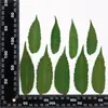 Hojas Secas Especímenes de Plantas Hojas Reales Pegatinas DIY Libro Hecho a Mano para Jardín de Infantes Marcadores de Libros Lámpara de Mesa Vela Marco de Fotos con Flores Secas