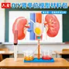 Experimentos Científicos Caseros Modelo de Nefrona Tecnología de Filtración Renal Materiales para Proyectos Pequeños Simulando el Proceso de Formación de Orina
