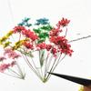 Flor de Encaje de Múltiples Cabezas con Ramas Flor de Cuentas de Nieve Espécimen de Planta de Flor Seca Marcapáginas en Relieve Hoja Real Flor Real Pegatina de Hoja
