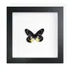 Mariposa Real, Especie Preciosa de Verano, Mariposa Rara, Mariposa Pequeña de Cinta Verde, Adorno de Escritorio, Espécimen de Regalo, Pintura Decorativa, Espécimen de Mariposa