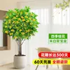 Planta de Osmanthus en Maceta, Árbol Grande de Osmanthus de Cuatro Estaciones en Maceta, Planta Verde Grande para Oficina Interior, Florece Todas las Estaciones, Tocón Viejo Nativo