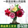 Planta em vaso rosa do deserto de pétalas duplas, floresce o ano todo, fácil de cuidar, flor colorida de varanda para interior, bonsai de planta verde, suculenta