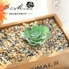 Planta Suculenta Flor Cabeça de Lótus Gema Acessórios Criativos DIY Fornecimento Direto da Fábrica Jinhua Enfeites de Decoração para Casa Dropshipping