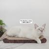 Venta al por mayor Popular Dropshipping Resistente a los arañazos, Resistente al desgaste, a prueba de humedad Papel corrugado 420 Grano de madera profundo Cojín de hueso pequeño Tabla pata de gato