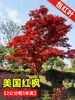 Dropshipping de mudas de bordo vermelho japonês, bonsai 'Dancing Princess' vermelho de quatro estações, folhas de bordo para pátio externo, plantas em vaso resistentes ao frio para paisagismo