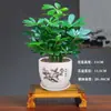 Bafanglaicai Pé de Pato Madeira Sempre-Verde Plantas Verdes de Interior Florais em Vasos Brotos da Fortuna Árvore Sala de Estar Hidroponia