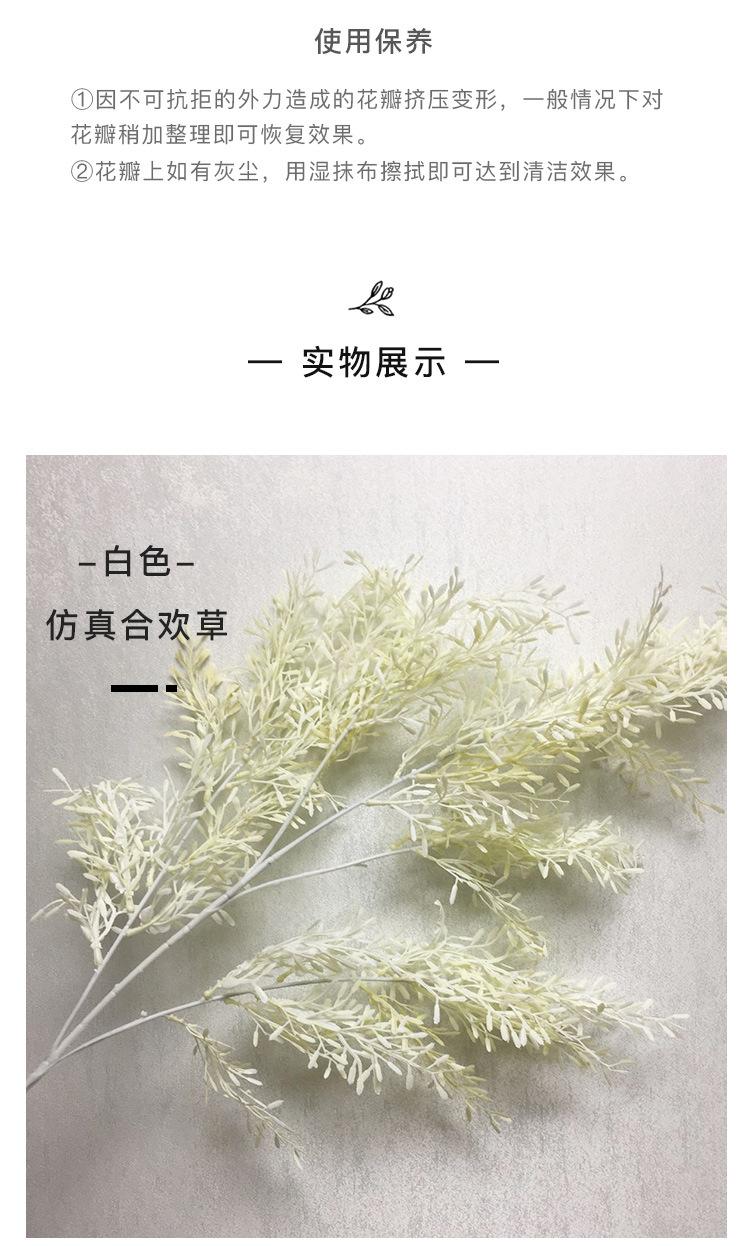 合欢草详情_04
